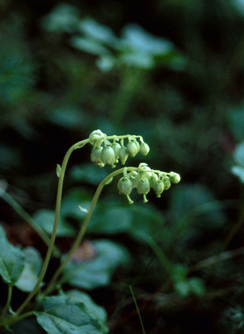 One-Sided Wintergreen