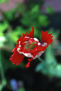 Opium Poppy