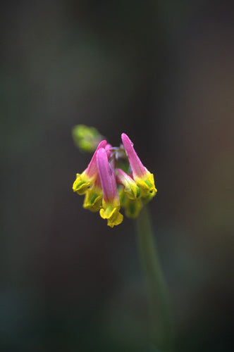 Pale Corydalis