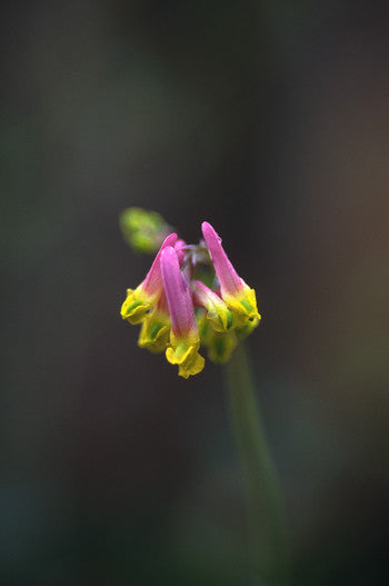 Pale Corydalis