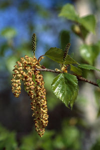 Paper Birch