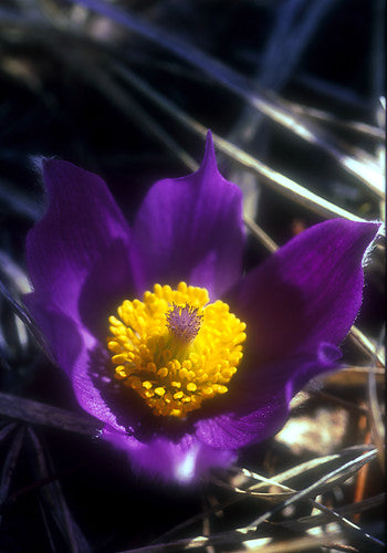 Pasque Flower