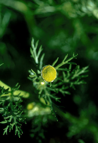 Pineapple Weed