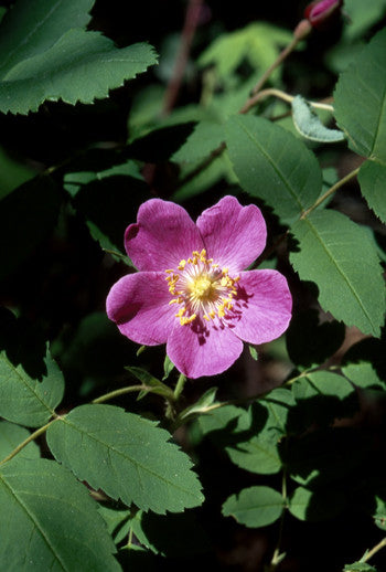 Prickly Wild Rose