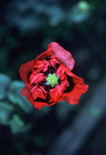 Red-Purple Poppy