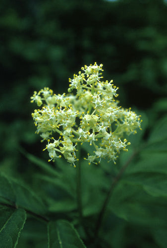 Red Elder