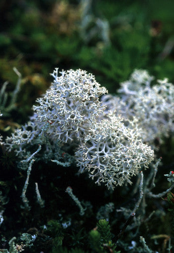 Reindeer Moss