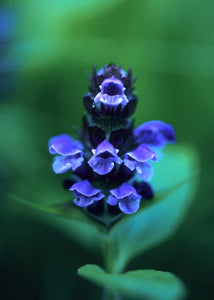 Self-Heal