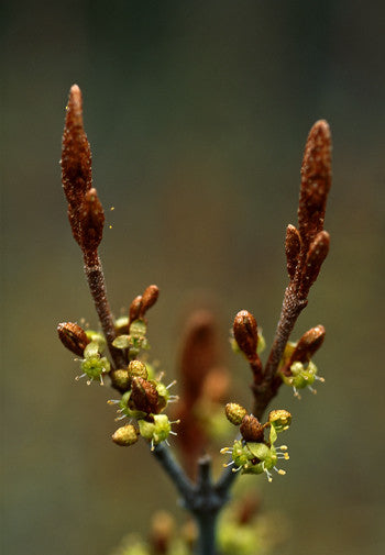 Soapberry