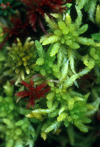 Sphagnum Moss