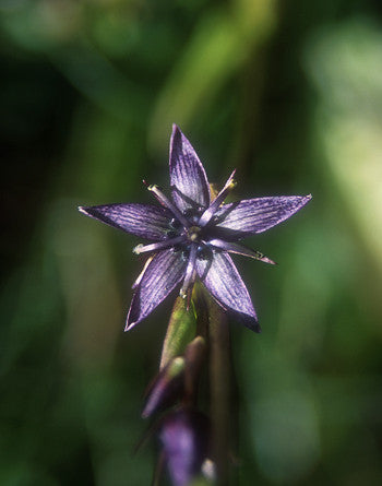 Star Gentian