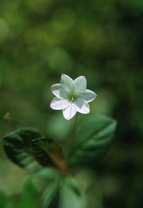 Starflower