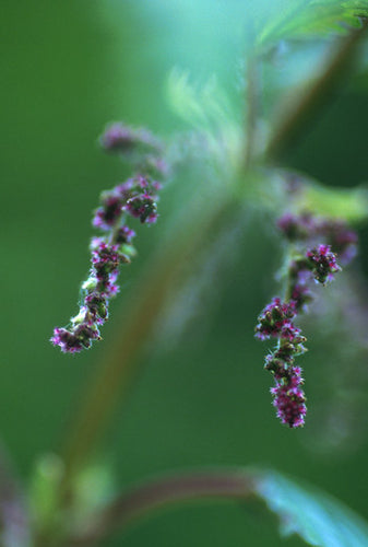 Stinging Nettle