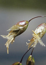 Load image into Gallery viewer, Sweetgrass Hydrosol