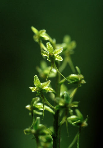 Tundra Twayblade