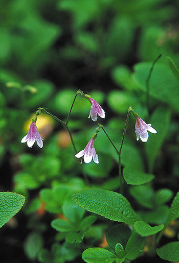 Twinflower