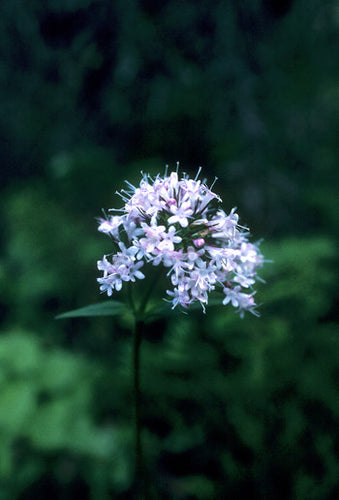 Valerian