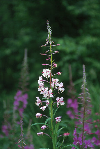 White Fireweed