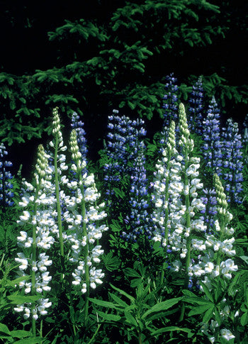 White Lupine