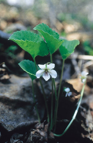 White Violet