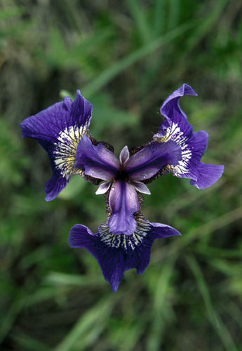 Wild Iris