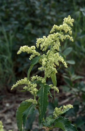 Wild Rhubarb