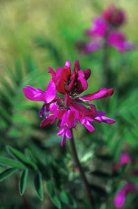 Wild Sweet Pea