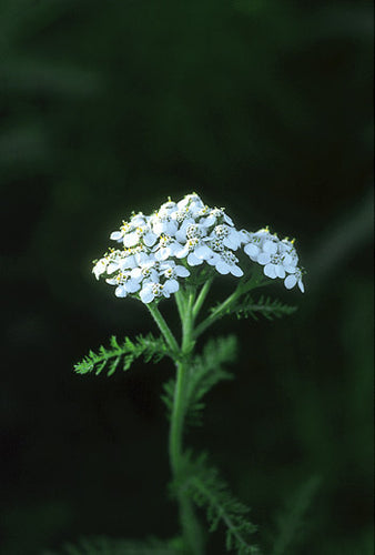 Yarrow