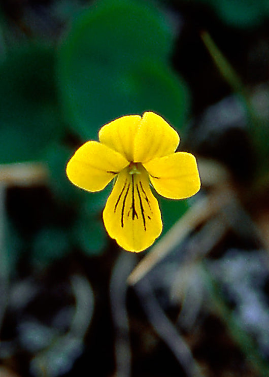 Yellow Violet