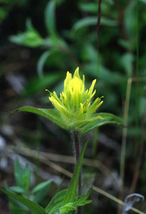 Yellow Paintbrush